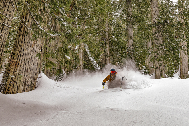 Heli Skiing in Canada old growth forest